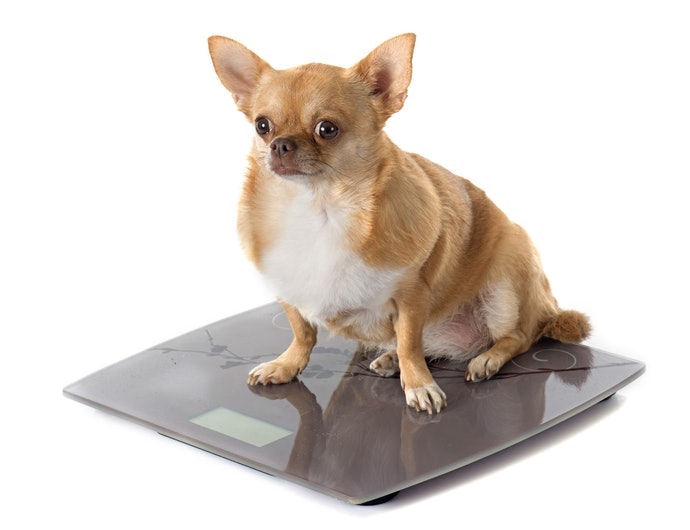 要了解愛犬體重是否適當,請先確認狗狗的BCS(體態指數)