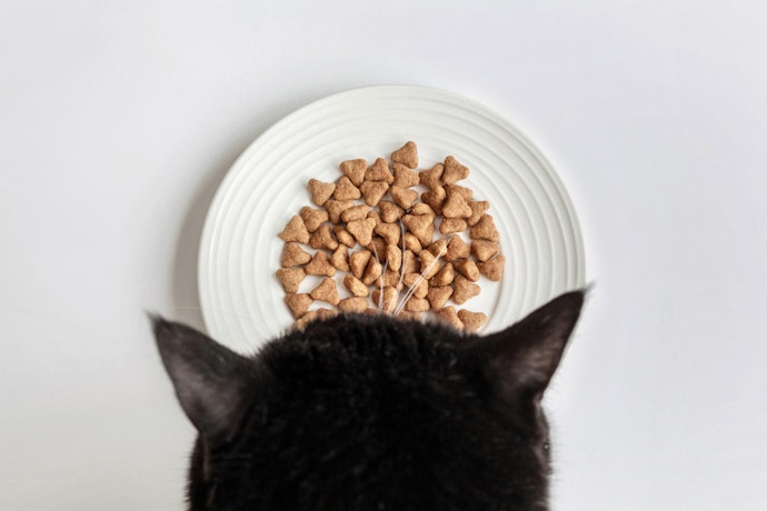 貓飼料的正確餵食與保存方法