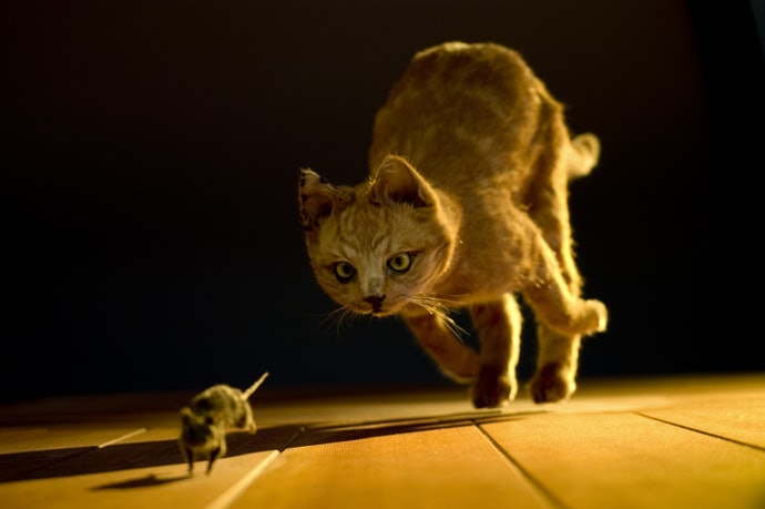 為何要選擇無穀貓飼料?