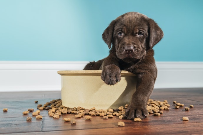 幼犬飼料要吃到幾歲?