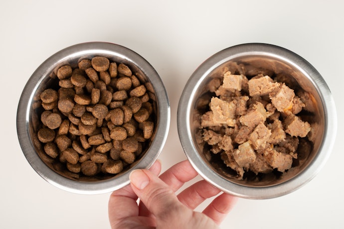 要給狗狗濕食還是乾飼料?