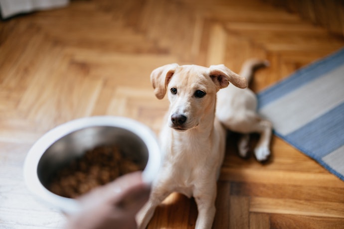 什麼樣的狗狗會需要吃無穀飼料?