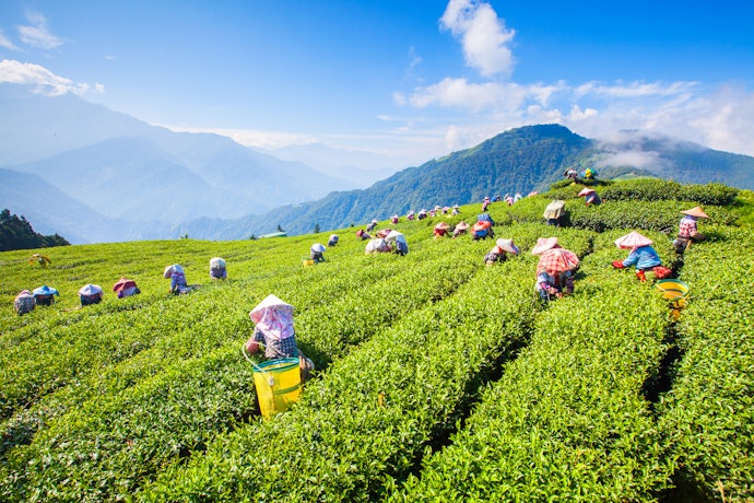 台灣茶有什麼特別之處?