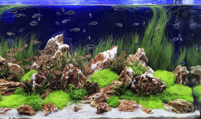 魚缸背景是什麼?