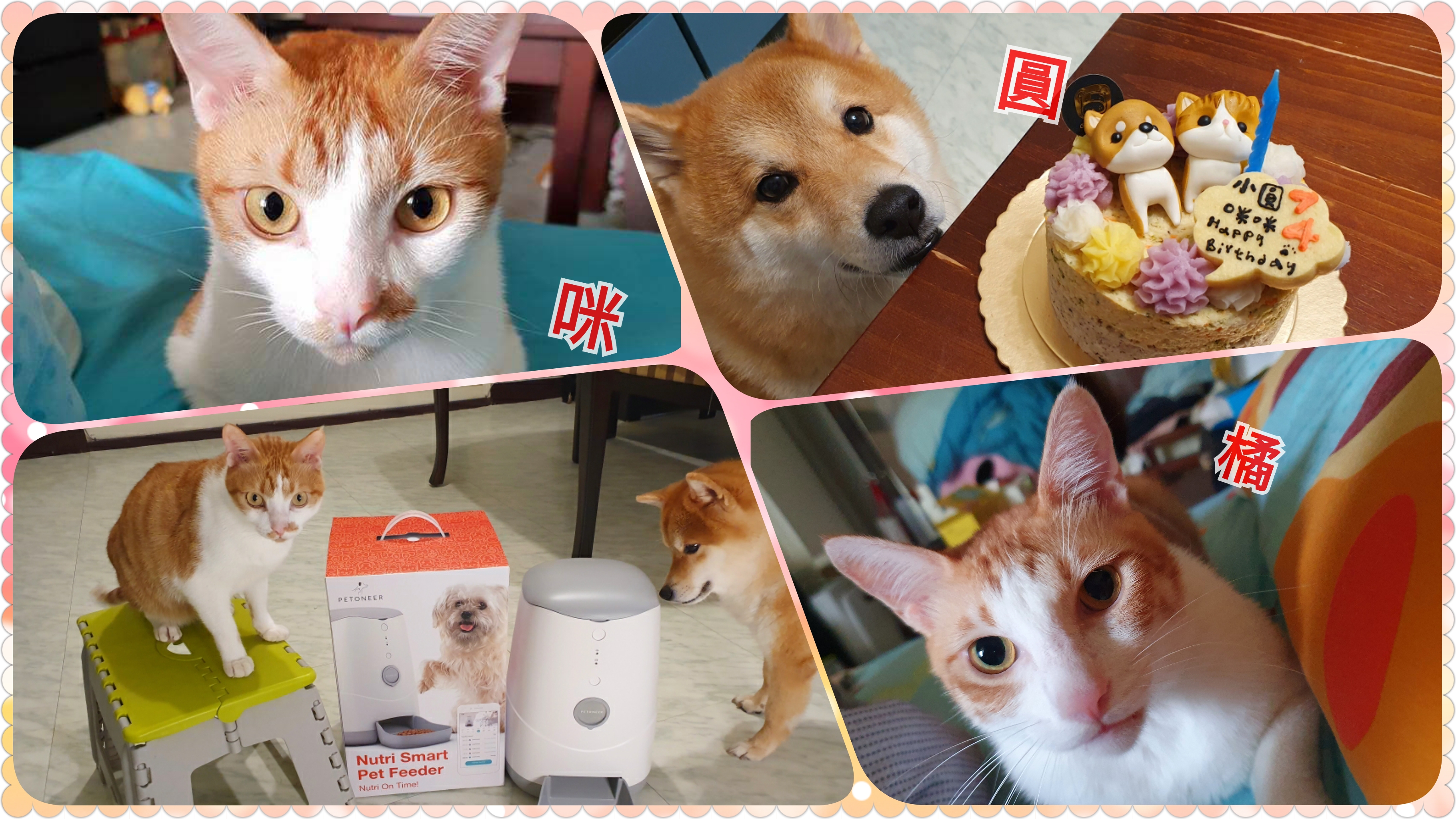 寵物部落客推薦7款貓狗皆適用的寵物好物		