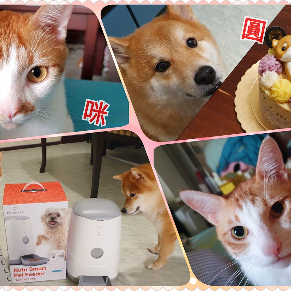 寵物部落客推薦7款貓狗皆適用的寵物好物