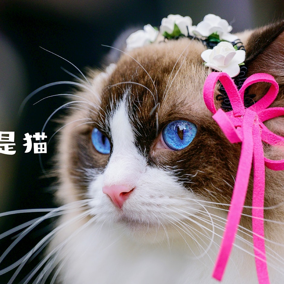 資深貓奴推薦8款貓咪居家及外出用品