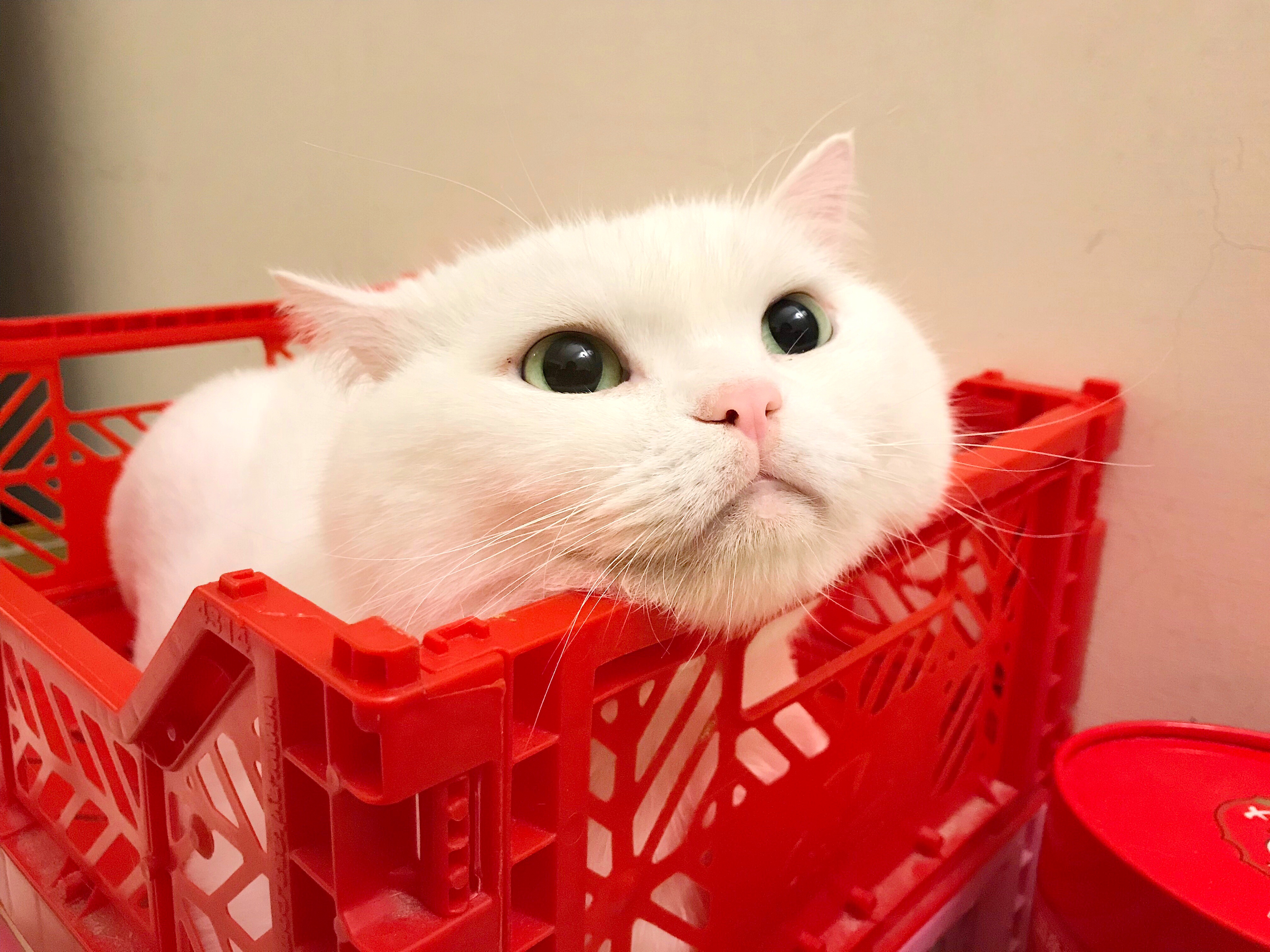 知名寵物部落客推薦8款飼養成貓必備好物				