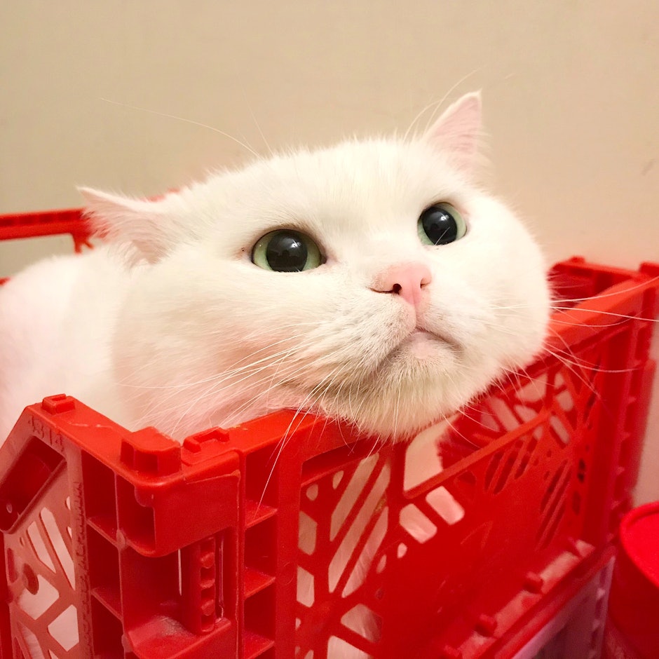 知名寵物部落客推薦8款飼養成貓必備好物