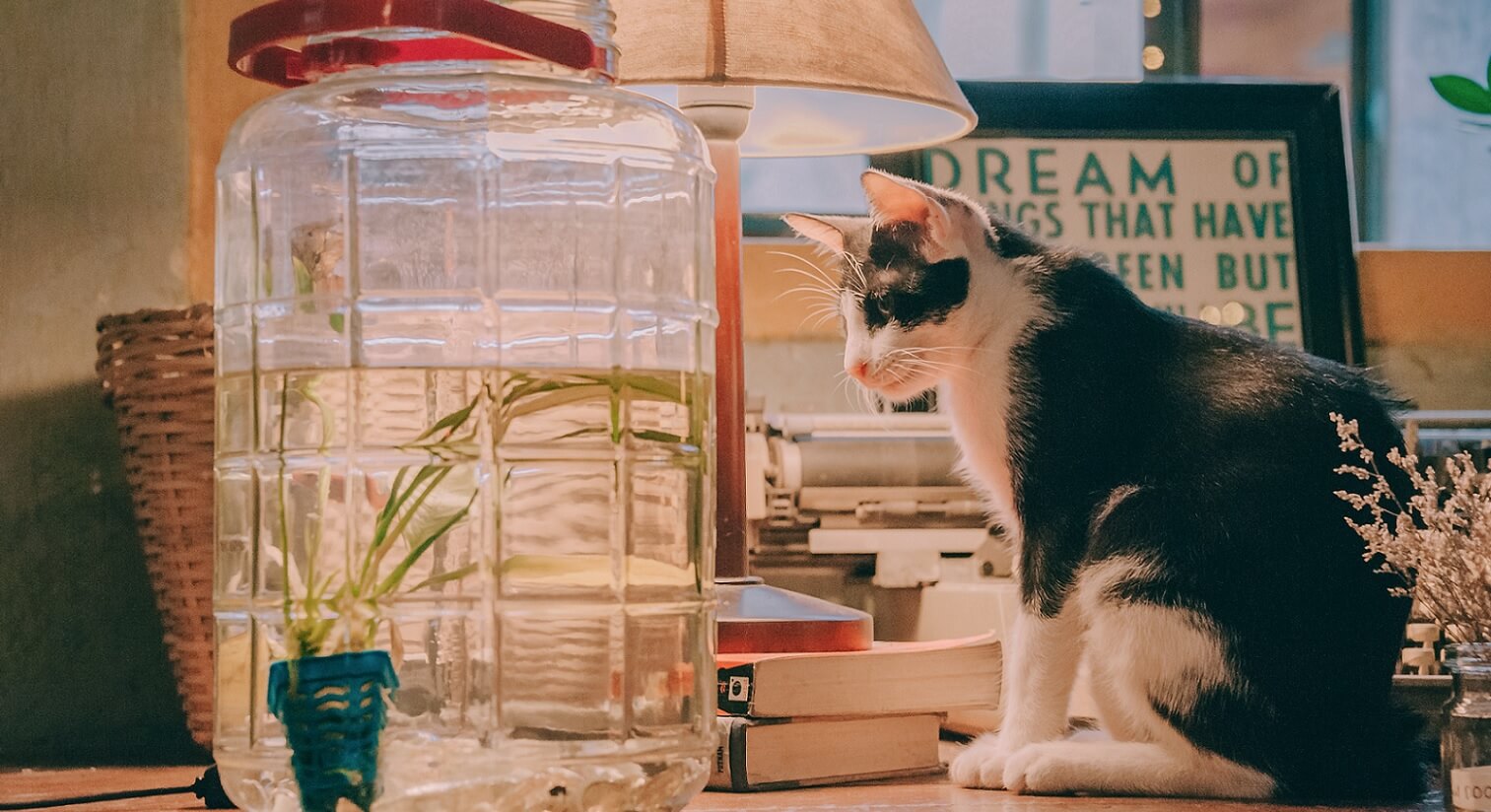 寵物訓練師推薦7款愛用的貓咪用品