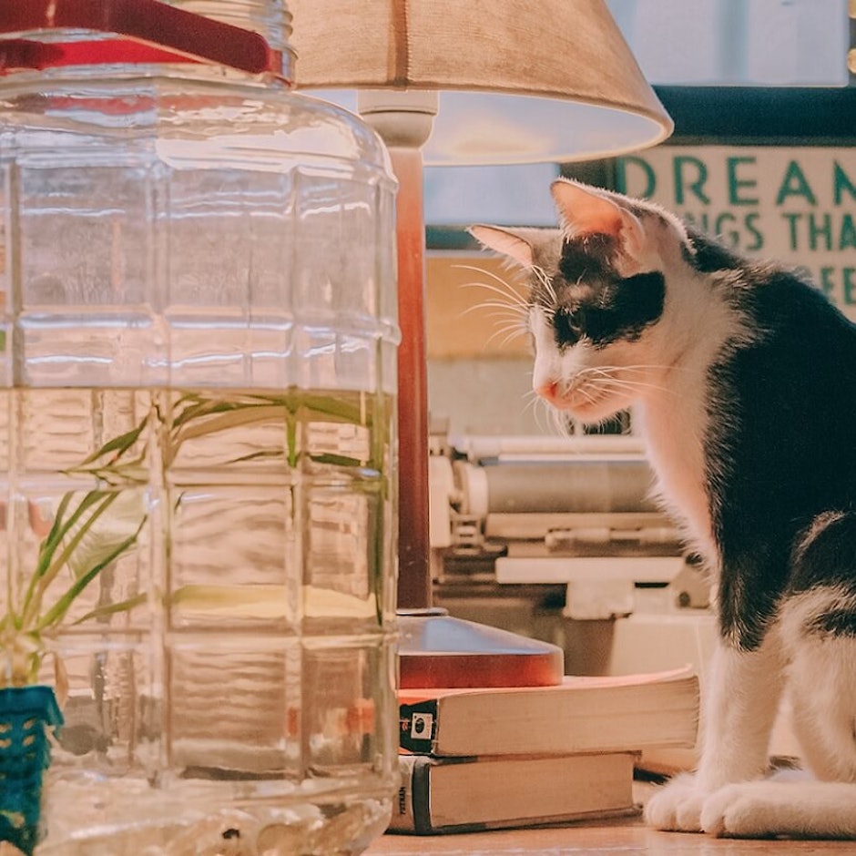 寵物訓練師推薦7款愛用的貓咪用品