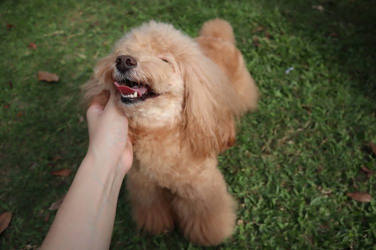 狗狗部落客推薦10款愛用的寵物用品