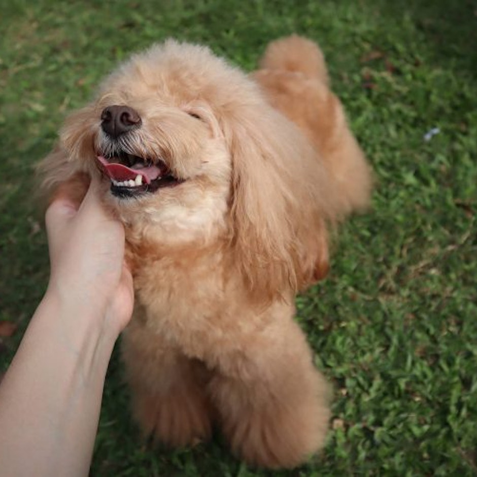 狗狗部落客推薦10款愛用的寵物用品