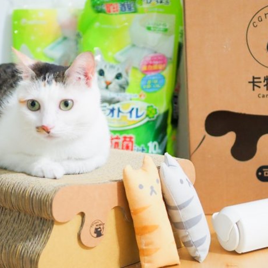 貓咪部落客推薦11款愛用的多貓家庭必備用品