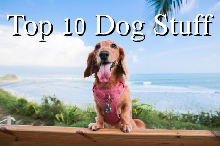寵物部落客推薦10款愛用的狗狗用品