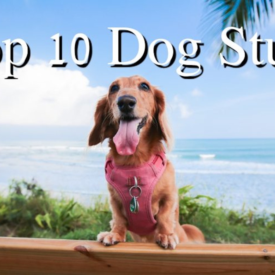 寵物部落客推薦10款愛用的狗狗用品