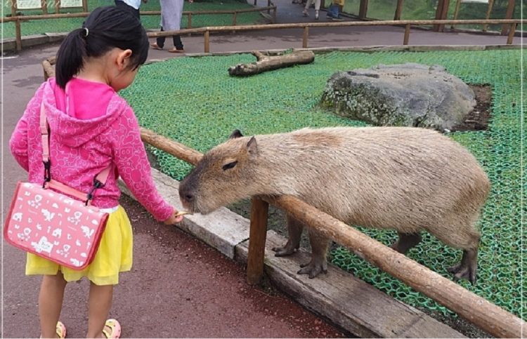 旅遊部落客推薦6款親子日本旅遊用品