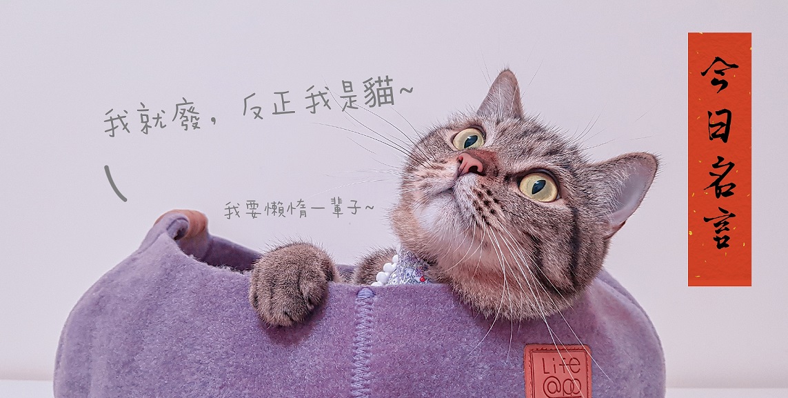 資深貓奴推薦9款貓咪室內用好物		