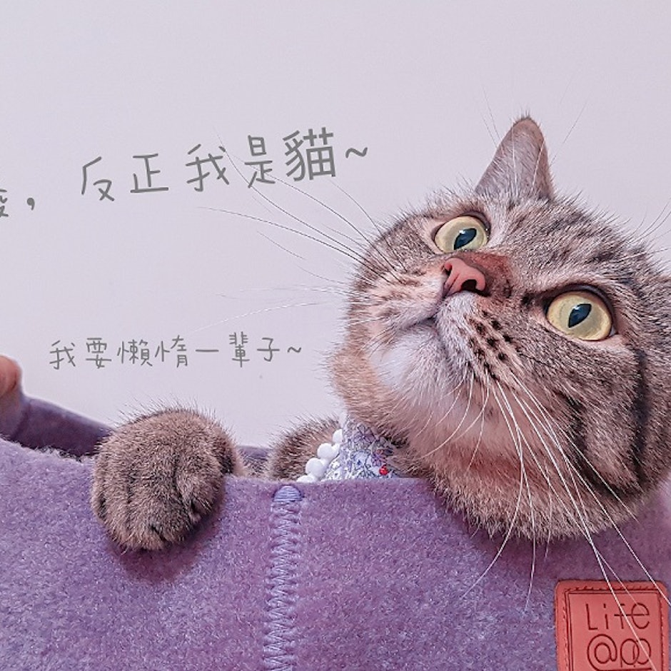 資深貓奴推薦9款貓咪室內用好物