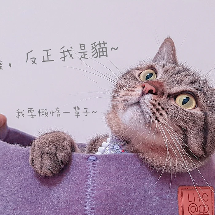 資深貓奴推薦9款貓咪室內用好物
