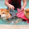 寵物部落客推薦8款飼養柴犬必備居家用品