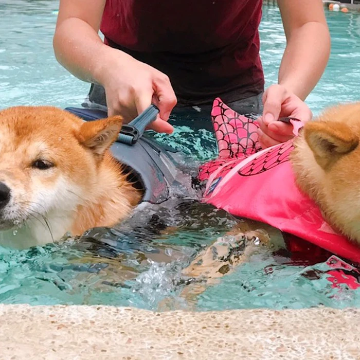 寵物部落客推薦8款飼養柴犬必備居家用品