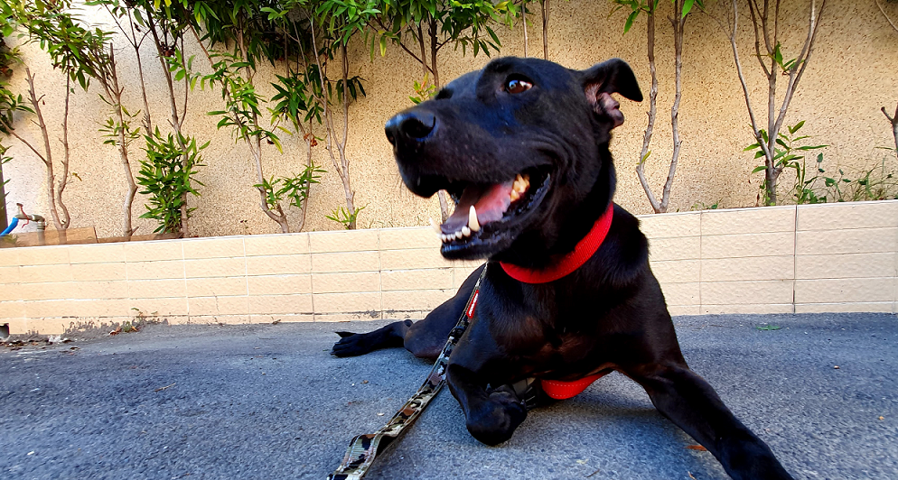 寵物達人推薦8款收編浪浪必備用品		