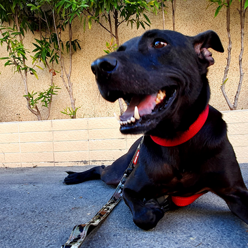 寵物達人推薦8款收編浪浪必備用品