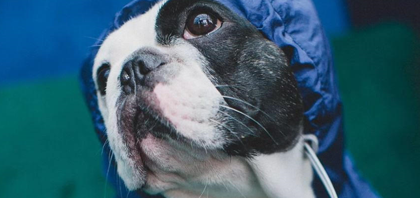 寵物部落客推薦7款小型犬適用寵物好物		