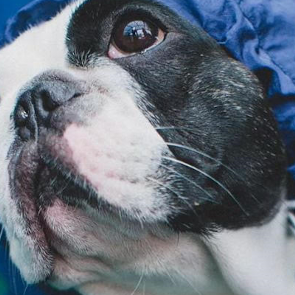 寵物部落客推薦7款小型犬適用寵物好物