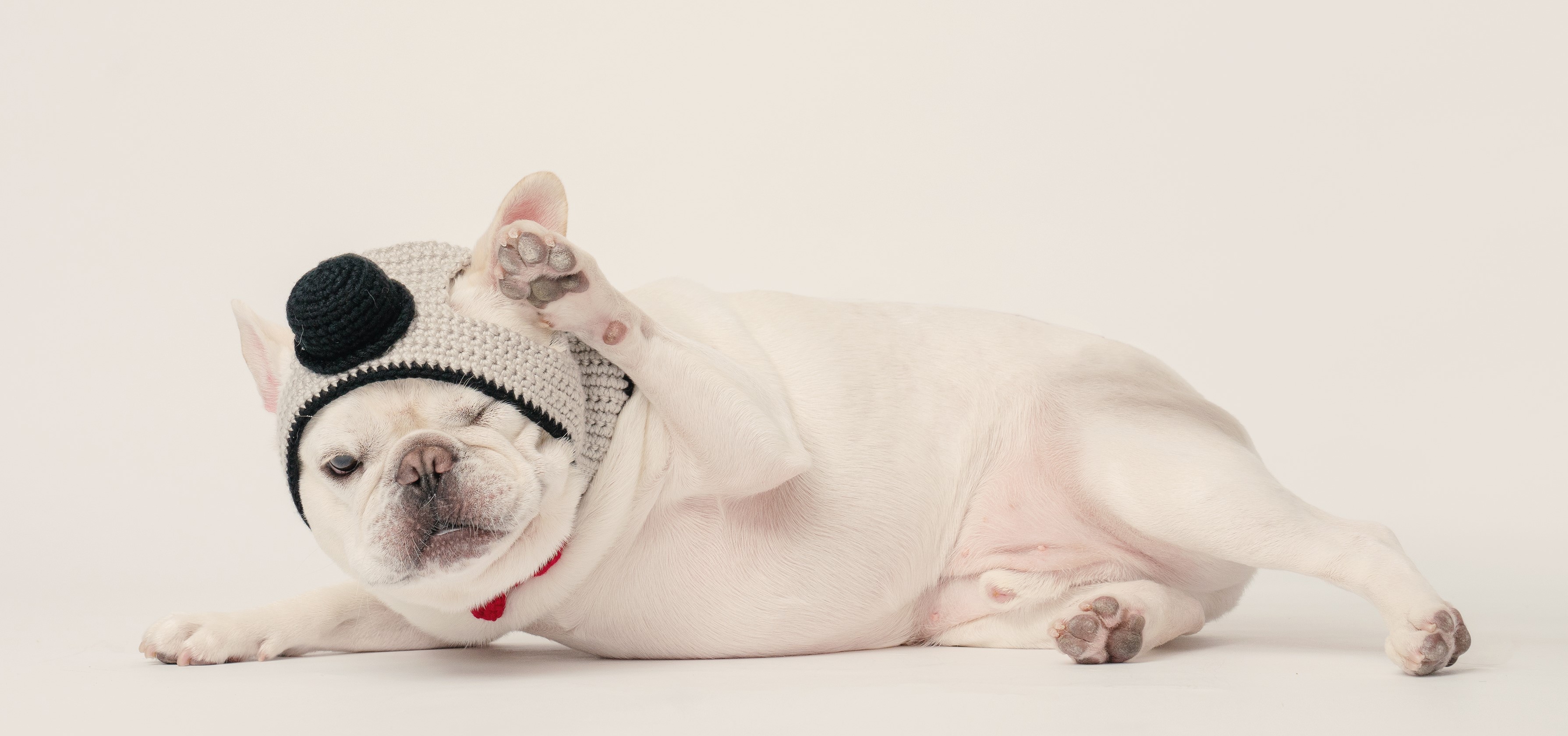 法鬥迷推薦8款日常育犬好物