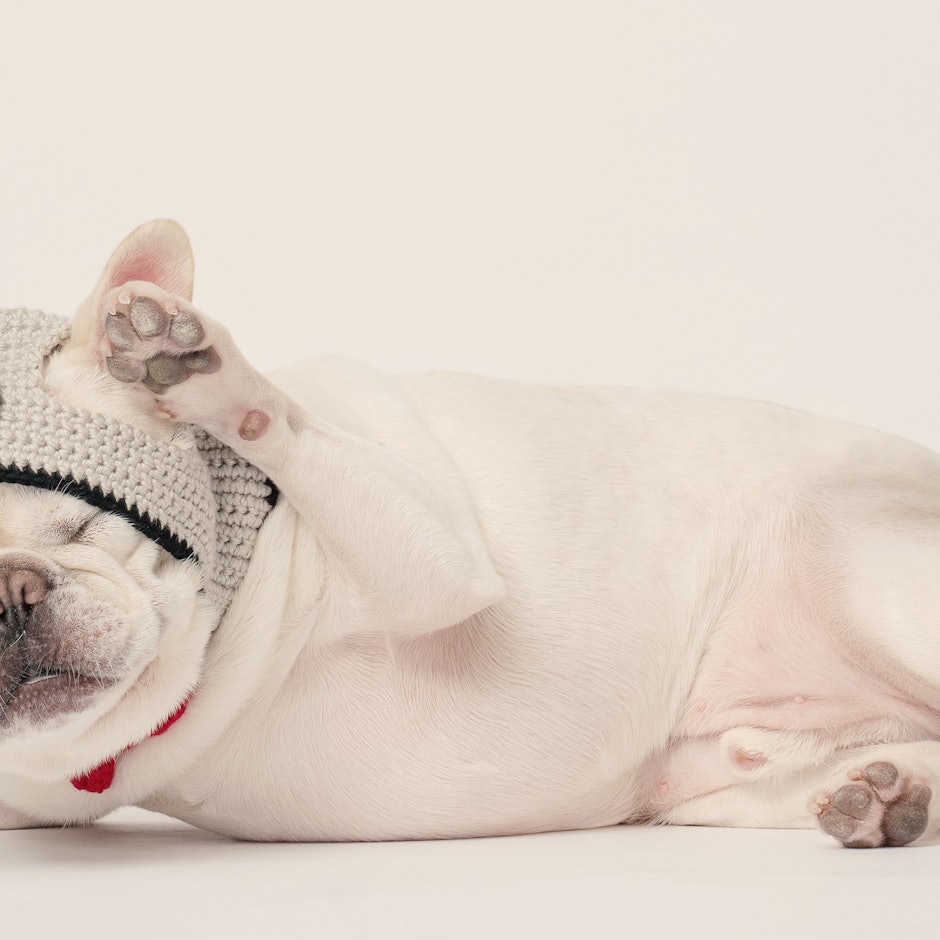 法鬥迷推薦8款日常育犬好物