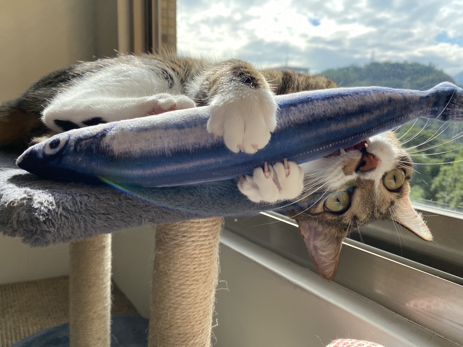 三貓飼主推薦10款多貓家庭飼養好物		