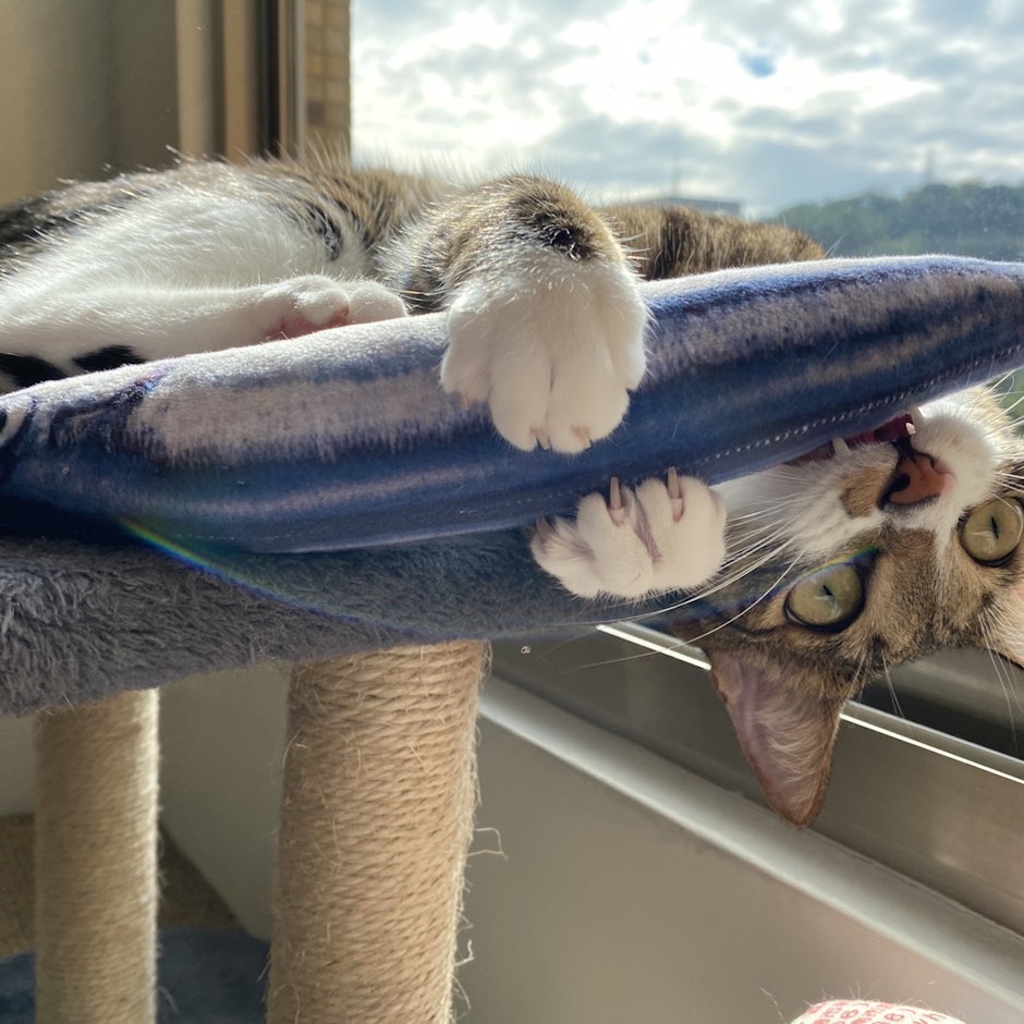 三貓飼主推薦10款多貓家庭飼養好物