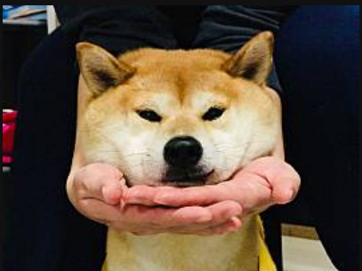 柴犬愛好者推薦6款日常狗狗愛用好物		