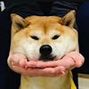 柴犬愛好者推薦6款日常狗狗愛用好物