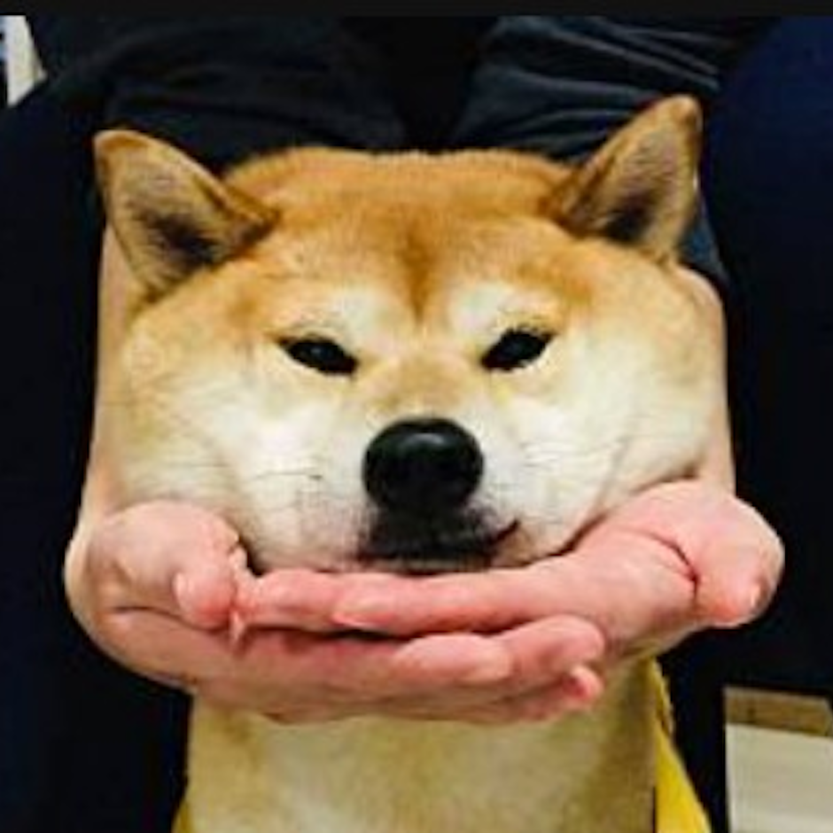 柴犬愛好者推薦6款日常狗狗愛用好物