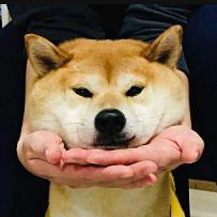 柴犬愛好者推薦6款日常狗狗愛用好物