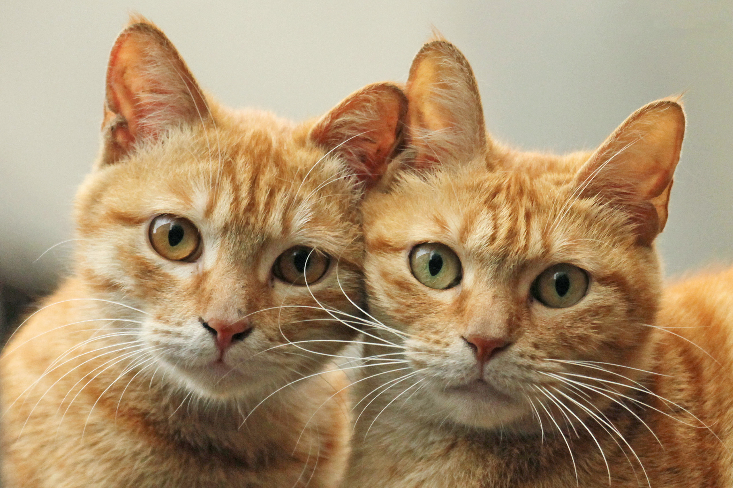 資深攝影師推薦8款愛用的動物拍攝器材		