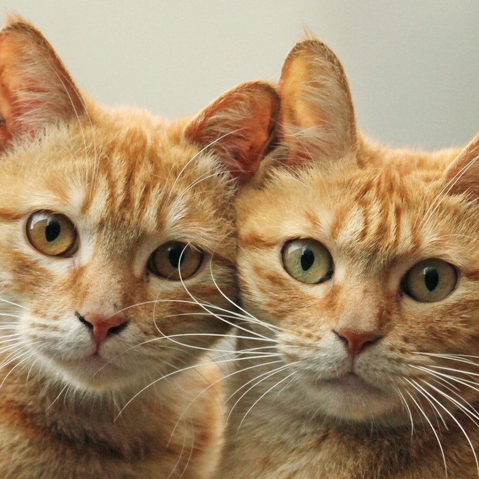 資深攝影師推薦8款愛用的動物拍攝器材