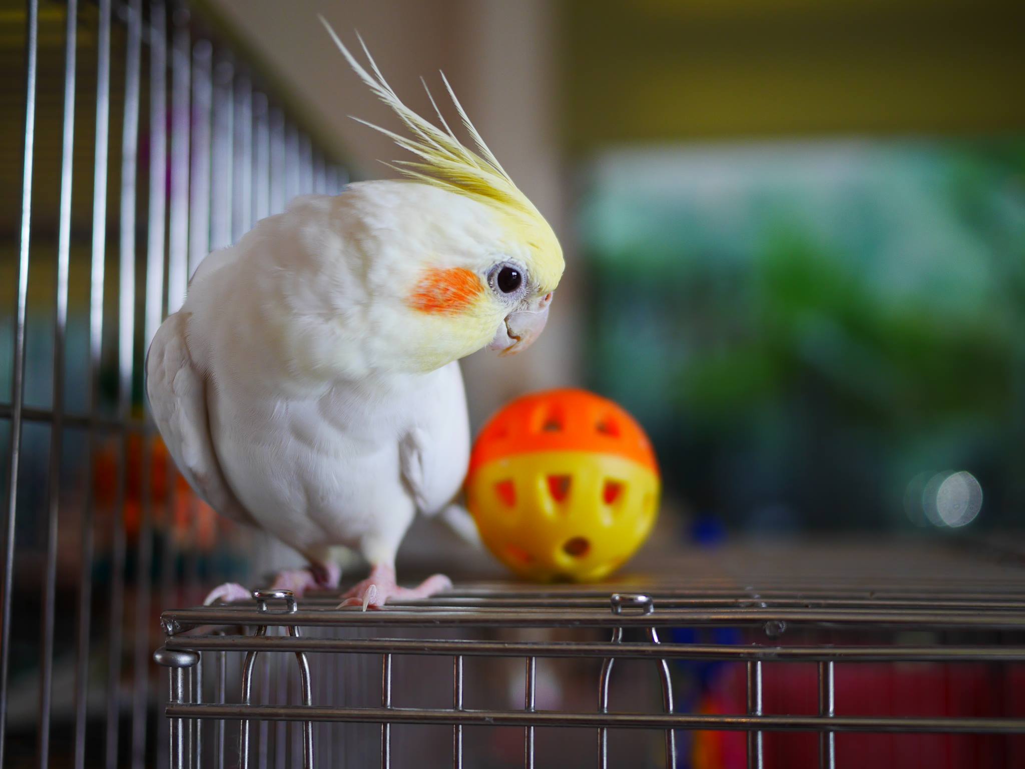 資深鳥迷推薦8款多鳥家庭必備用品		