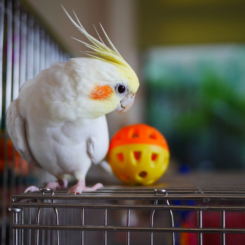 資深鳥迷推薦8款多鳥家庭必備用品