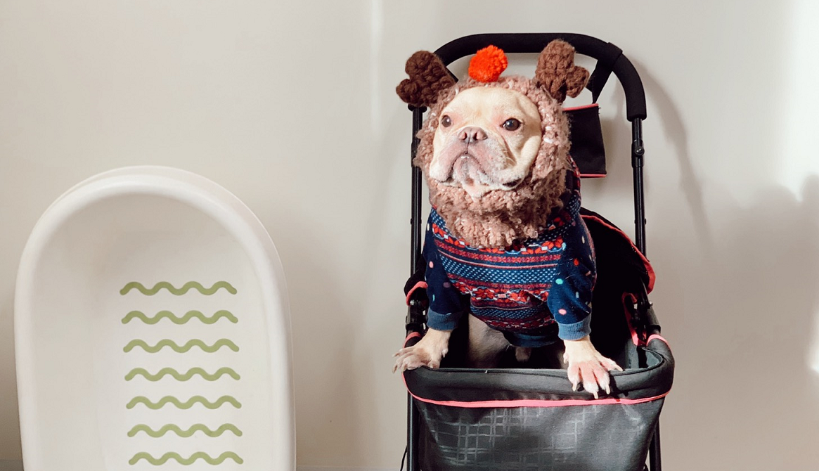 法鬥迷推薦6款長期愛用狗狗用品		