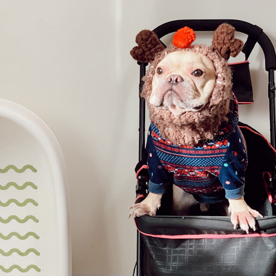 法鬥迷推薦6款長期愛用狗狗用品