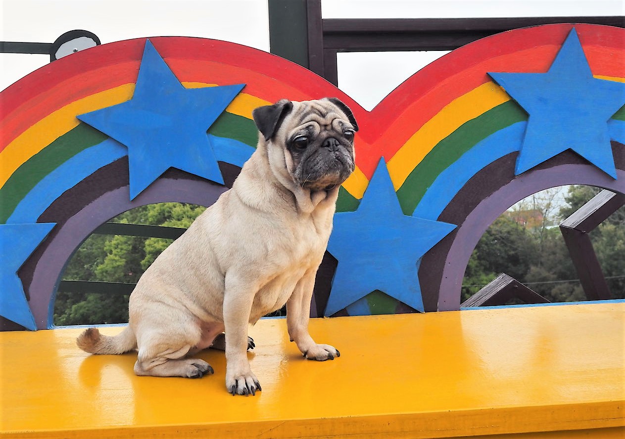 寵物部落客推薦8款飼養巴哥必備好物		