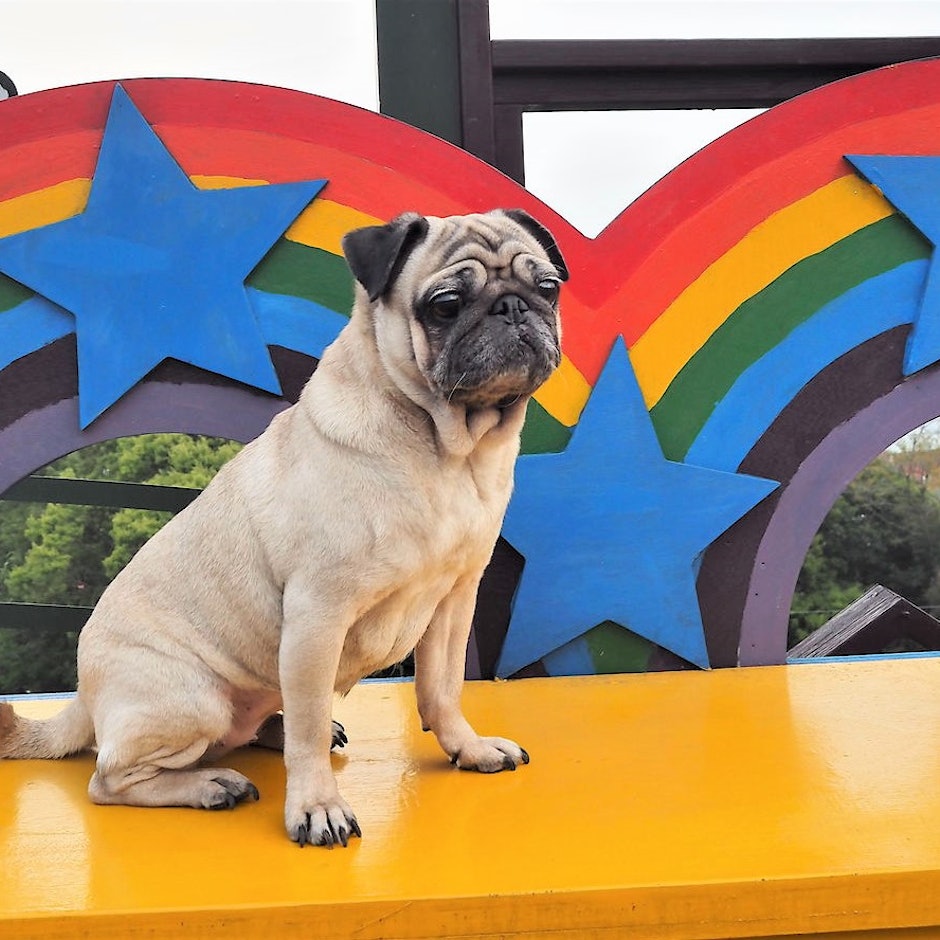 寵物部落客推薦8款飼養巴哥必備好物