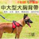 鼎鴻 中大型犬胸背帶 1