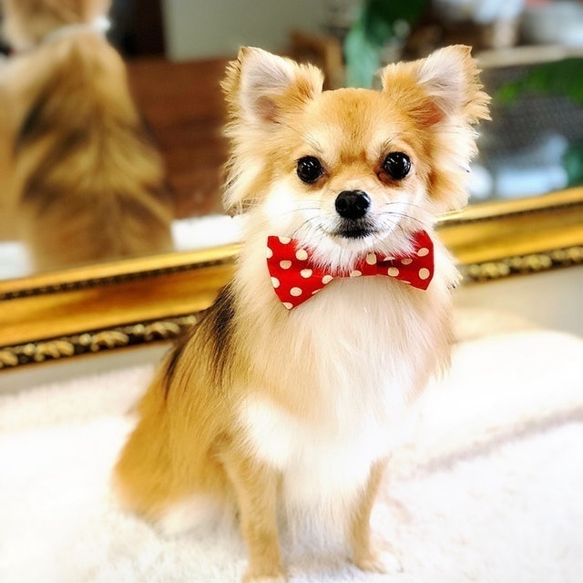 自然流犬用洗毛精 全犬種適用 10
