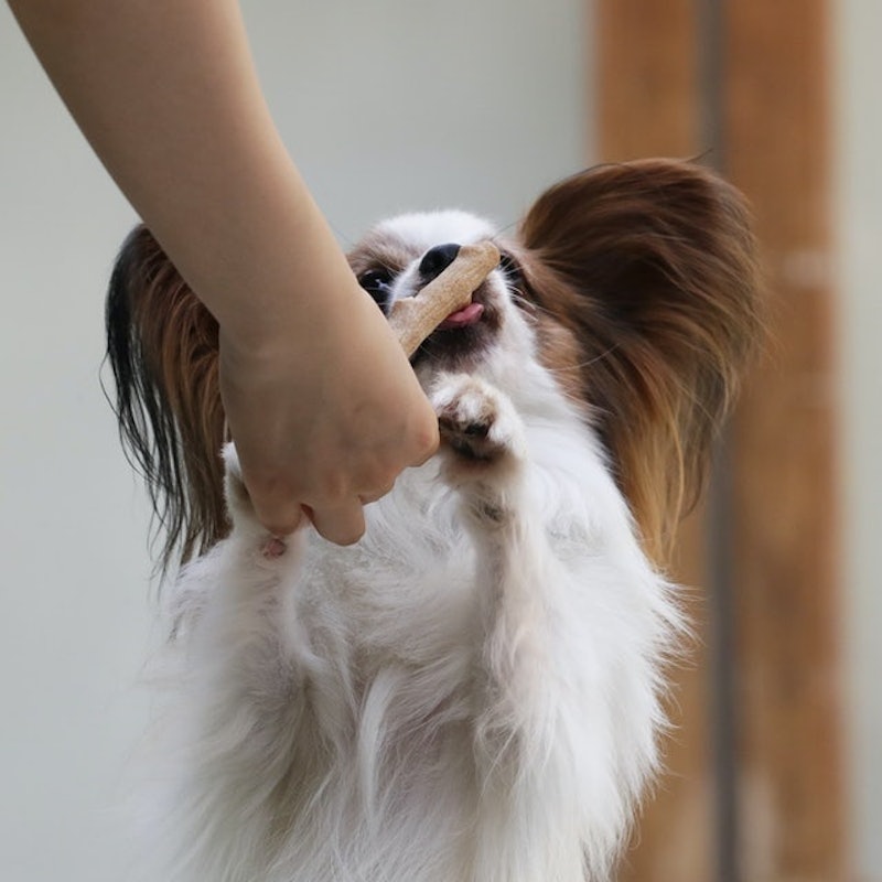 耐咬史迪克 4