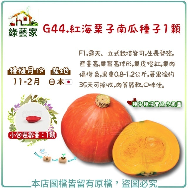 紅海栗子南瓜種子 1